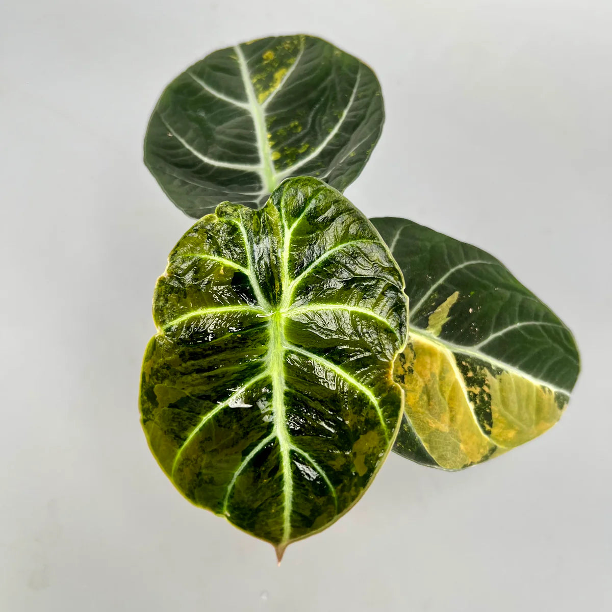 Alocasia black velvet aurea variegata (eitjes, knolletjes)