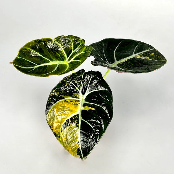 Alocasia black velvet aurea variegata (eitjes, knolletjes)