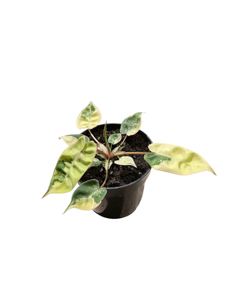 Philodendron billietiae variegated — Pot Ø 12 cm