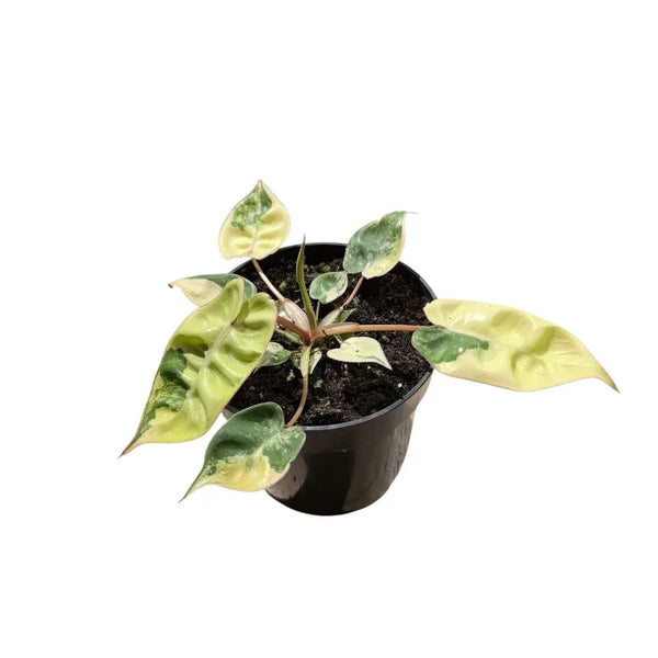 Philodendron billietiae variegated — Pot Ø 12 cm