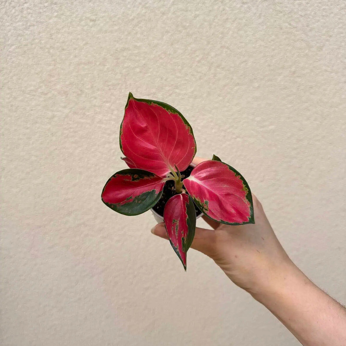 Aglaonema commutatum ‘Red King’ bébé (S)