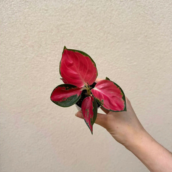 Aglaonema commutatum ‘Red King’ bébé (S)