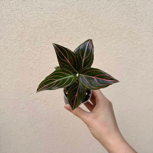 Aglaonema commutatum ‘Red Vein’ bébé (S)