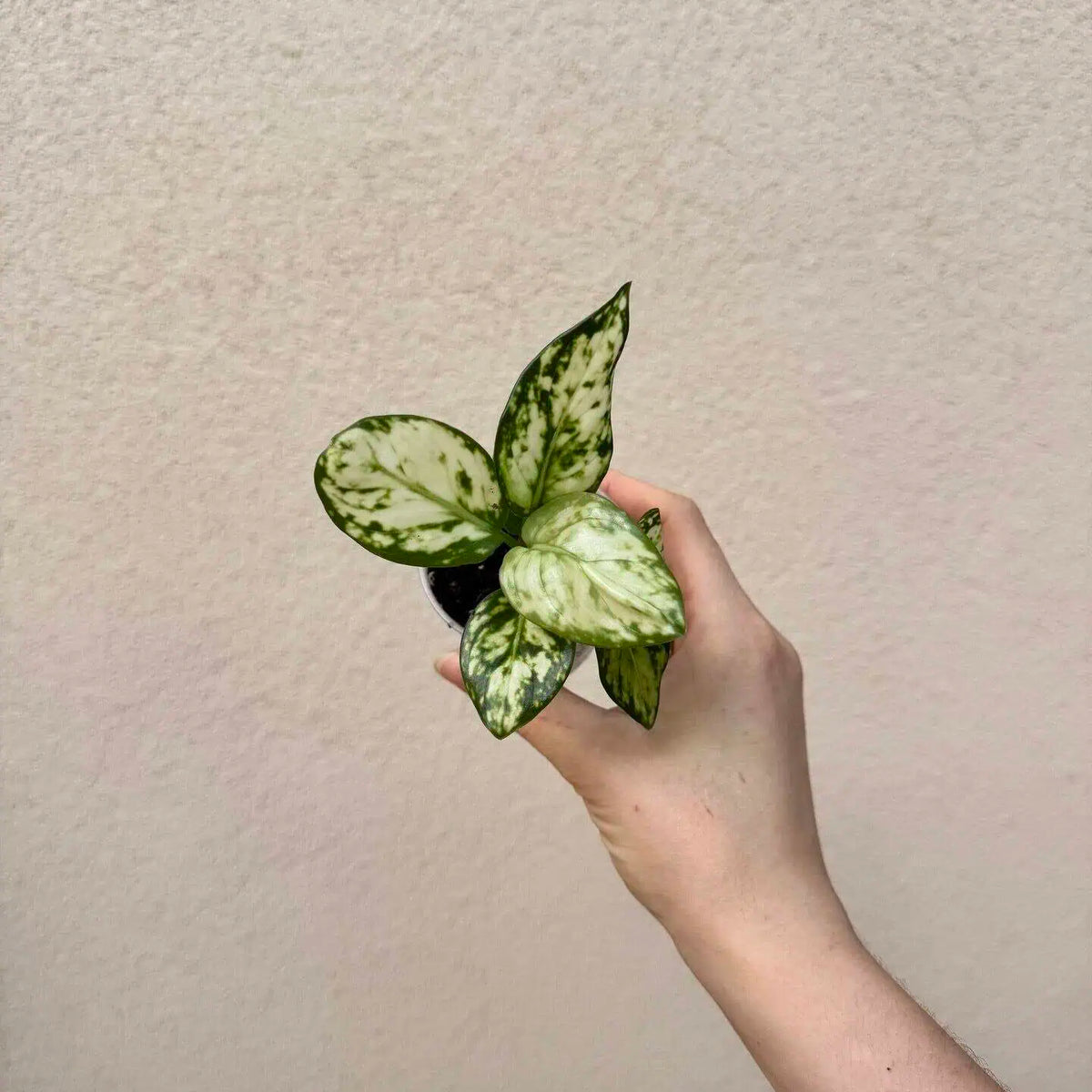 Aglaonema commutatum ‘White Beauty’ bébé (S)