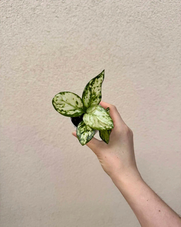 Aglaonema commutatum ‘White Beauty’ bébé (S)