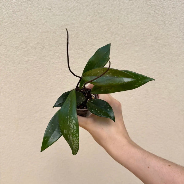 Hoya pubicalyx bébé (S)
