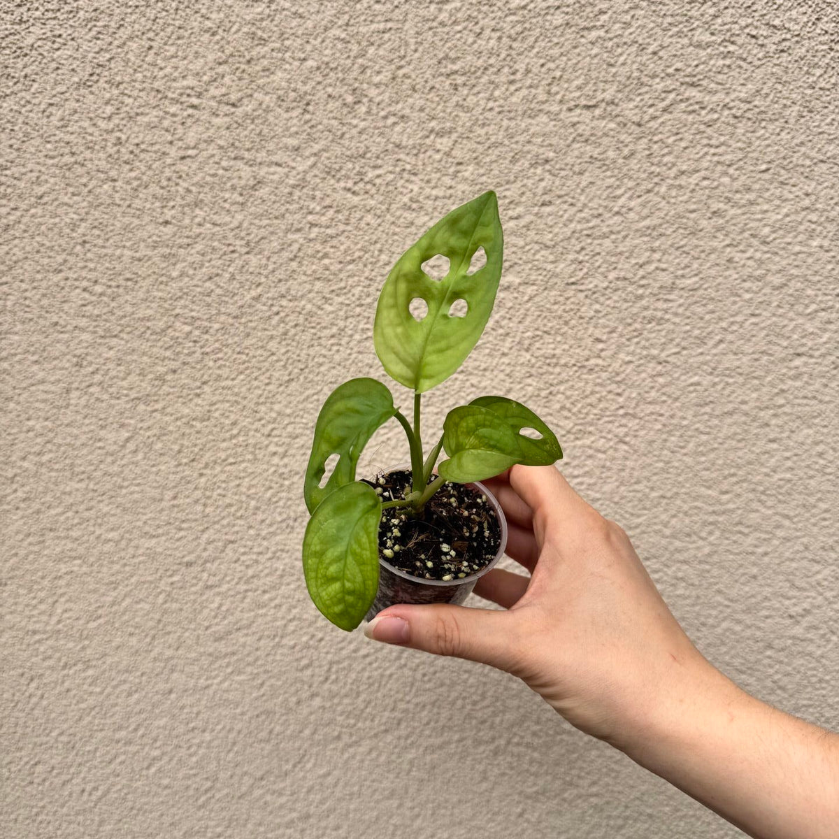 Monstera adansonii bébé (S)