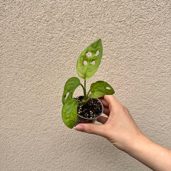 Monstera adansonii bébé (S)
