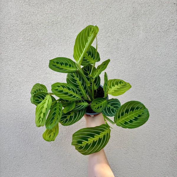Maranta leuconeura ‘Lemon Lime’ (L)