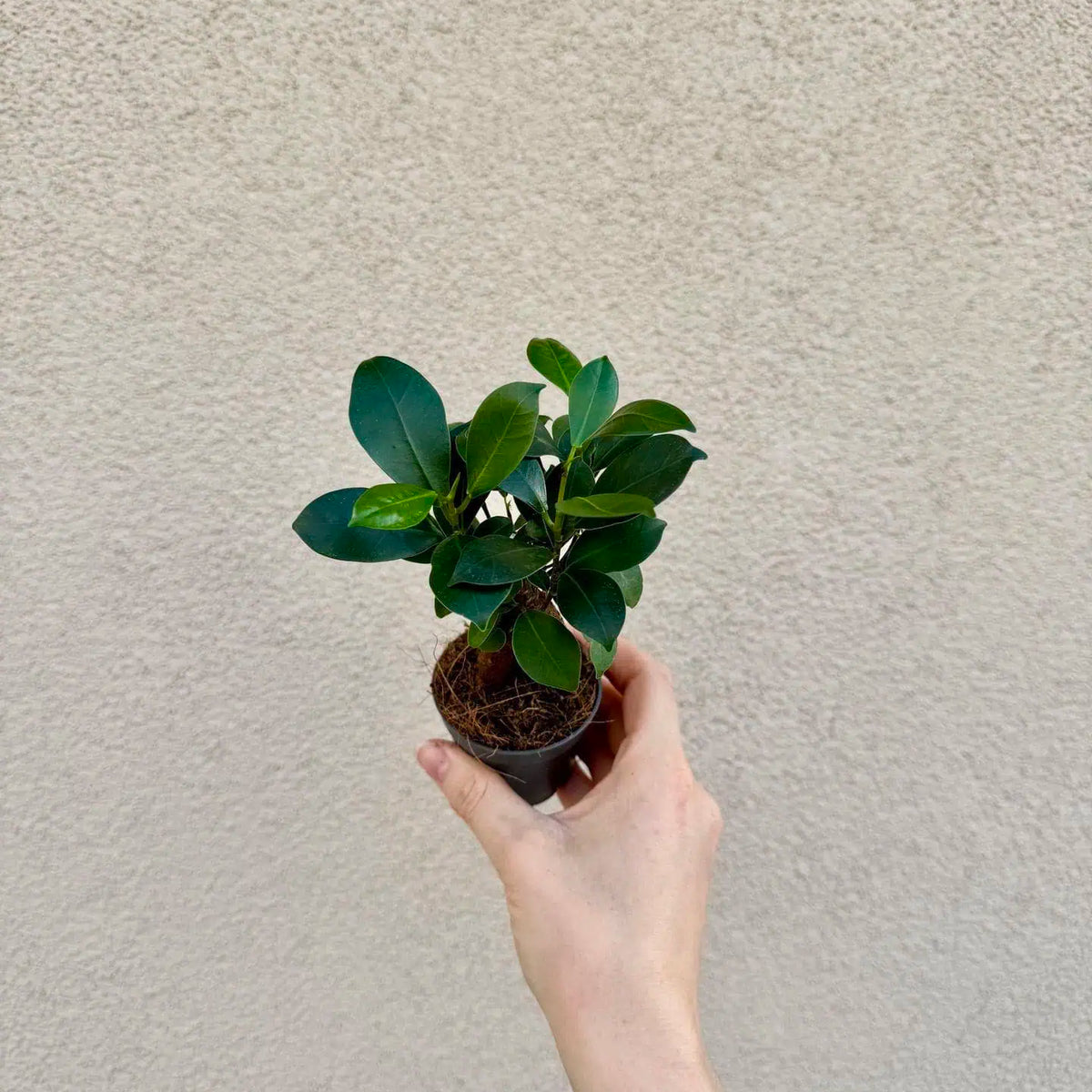 Ficus microcarpa ‘Ginseng’ bébé (S)