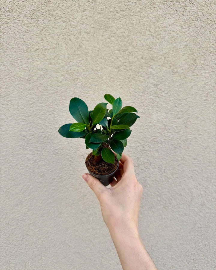 Ficus microcarpa ‘Ginseng’ bébé (S)