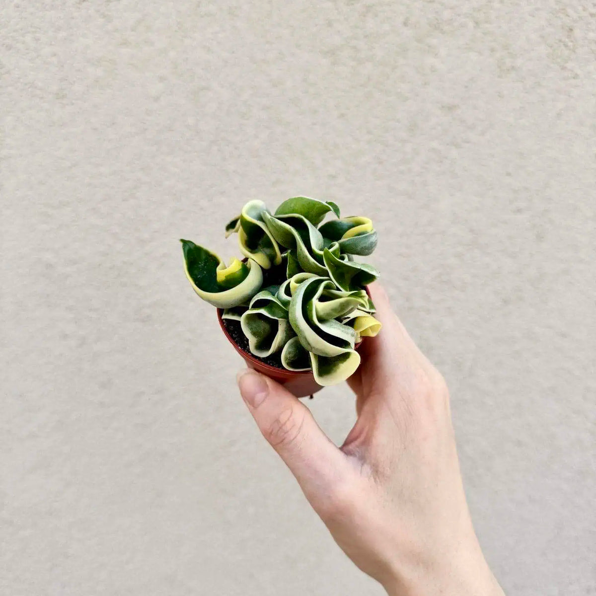 Hoya carnosa ‘Compacta Variegata’ bébé (S)