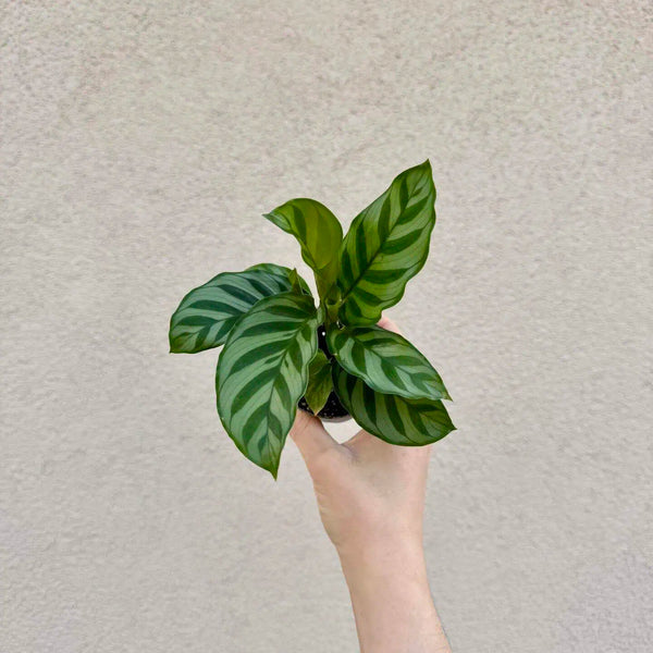 Calathea concinna ‘Freddie’