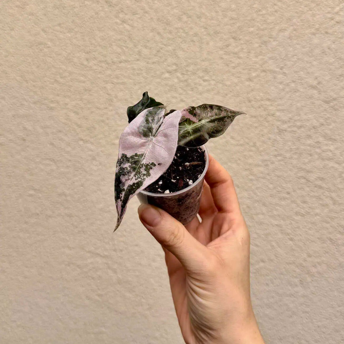 Alocasia amazonica ‘Polly Pink Variegata’ bébé (S)