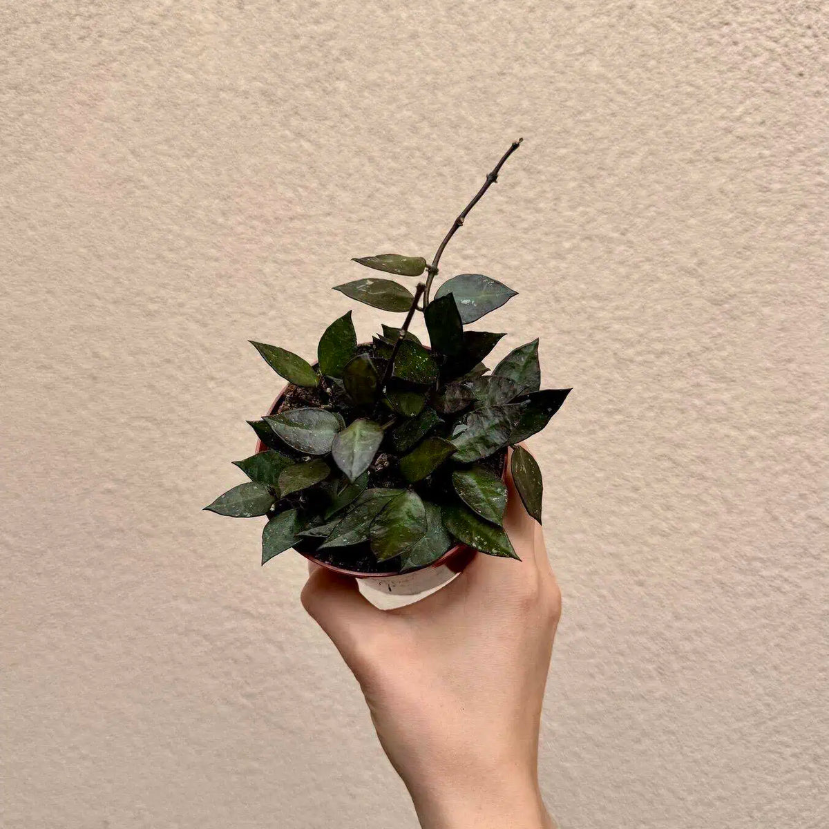Hoya krohniana ‘Black Leaves’ (M)