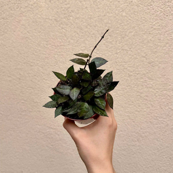 Hoya krohniana ‘Black Leaves’ (M)