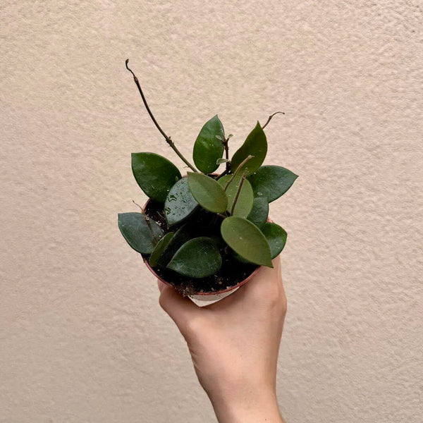 Hoya ‘Chouke’ (M)
