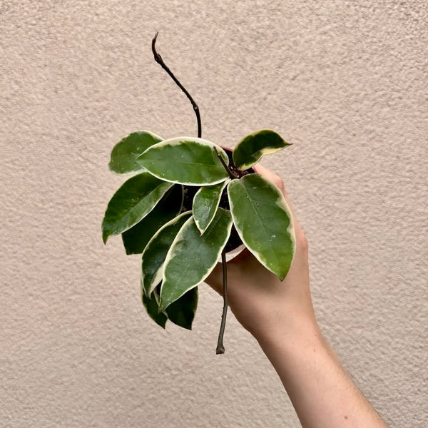 Hoya carnosa ‘Krimson Queen’ (M)