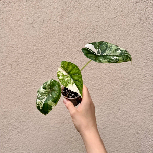 Alocasia baginda ‘Dragon Scale Albo Variegata’ bébé (S)