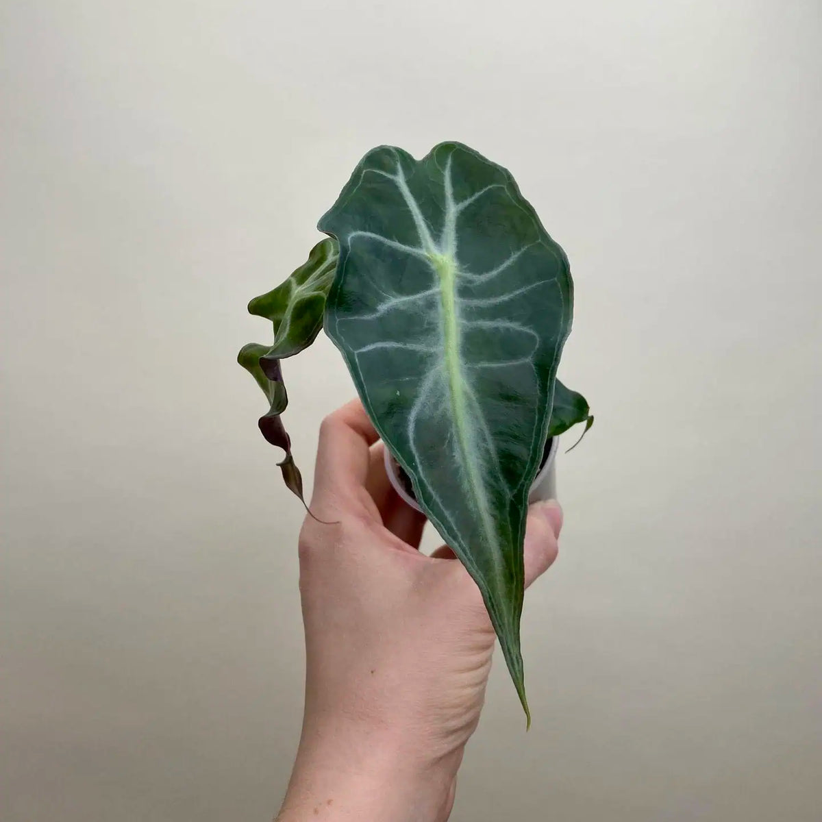 Alocasia amazonica ‘Venom’ bébé (S)