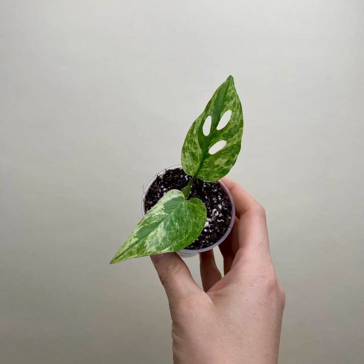 Monstera adansonii ‘Indonesian Marble’ bébé (S)
