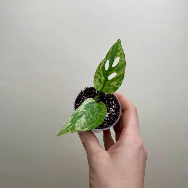 Monstera adansonii ‘Indonesian Marble’ bébé (S)