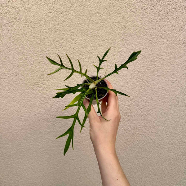 Philodendron tortum bébé (S)