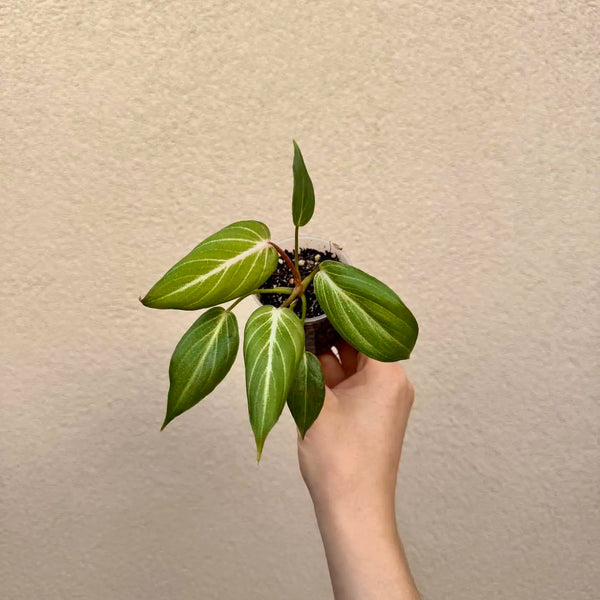 Philodendron gloriosum bébé (S)