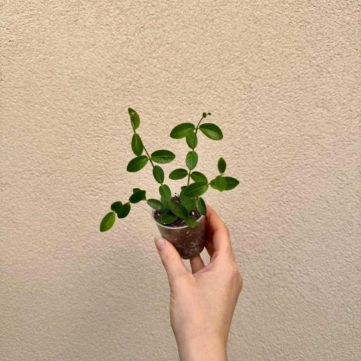 Hoya cummingiana bébé (S)