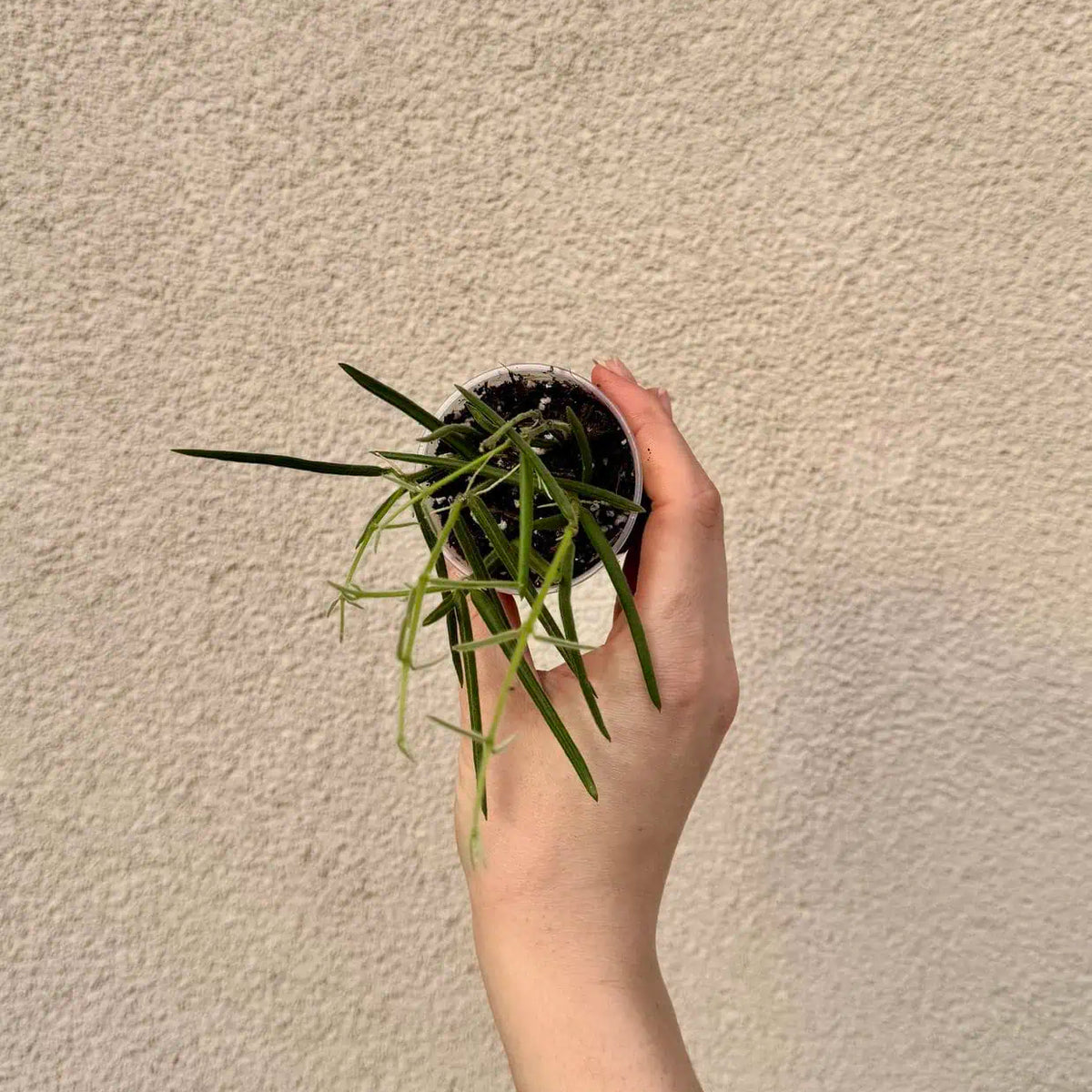 Hoya linearis bébé (S)