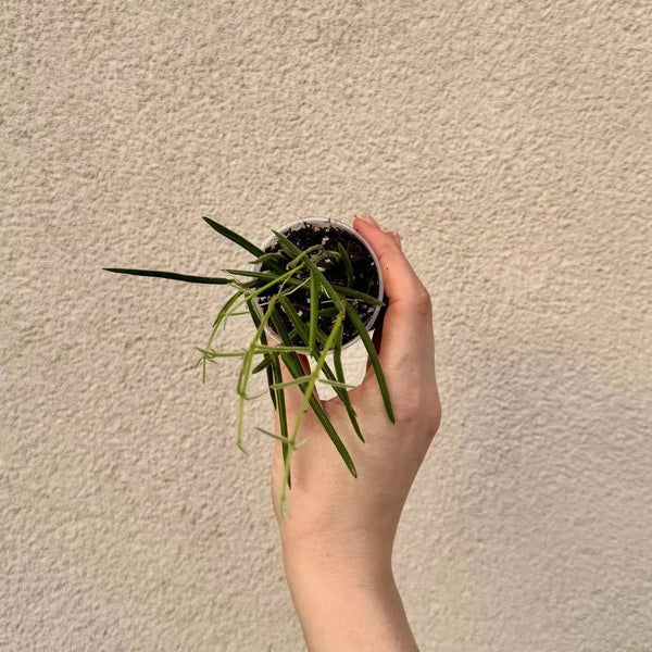 Hoya linearis bébé (S)