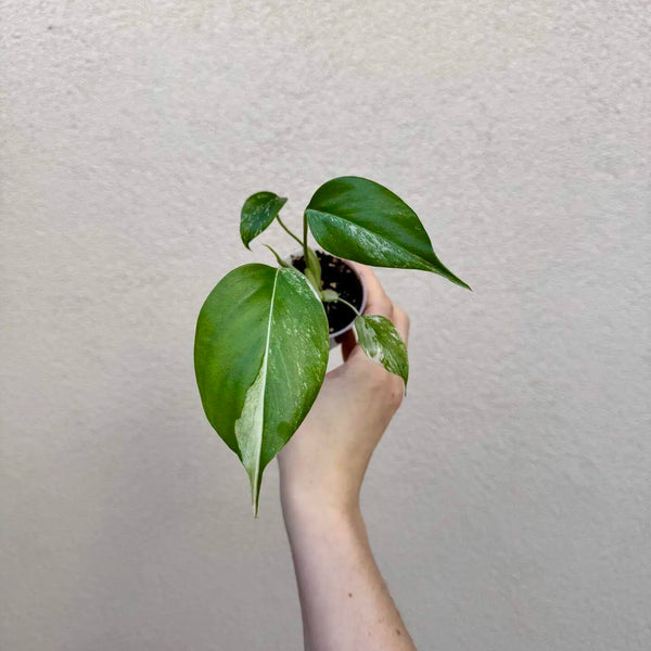Monstera deliciosa ‘Variegata’ (Grade B) bébé (S)