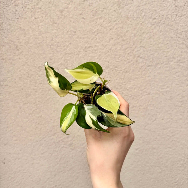 Philodendron hederaceum ‘Rio’ bébé (S)