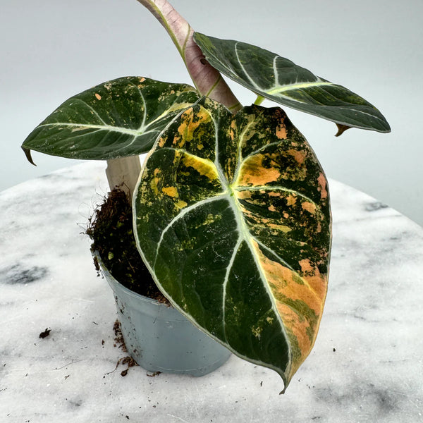 Alocasia black velvet aurea variegata (eitjes, knolletjes)