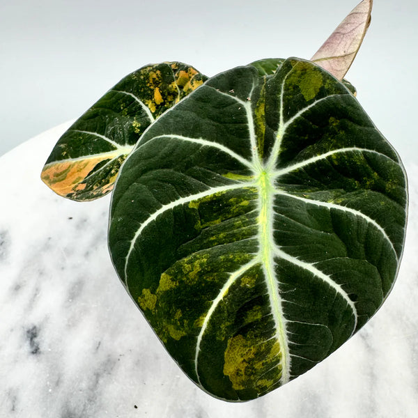 Alocasia black velvet aurea variegata (eitjes, knolletjes)