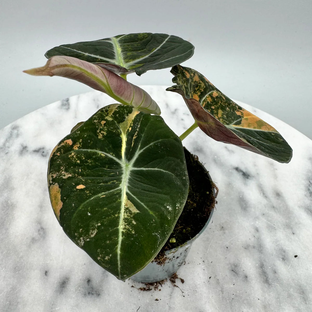 Alocasia black velvet aurea variegata (eitjes, knolletjes)