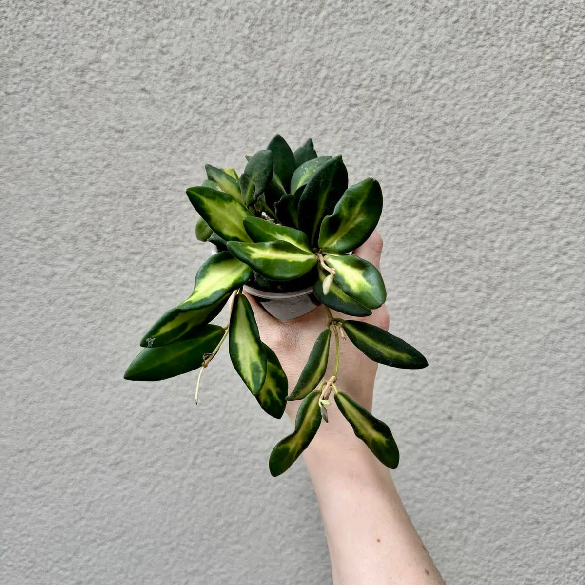 Hoya burtoniae ‘Variegata’ (M)