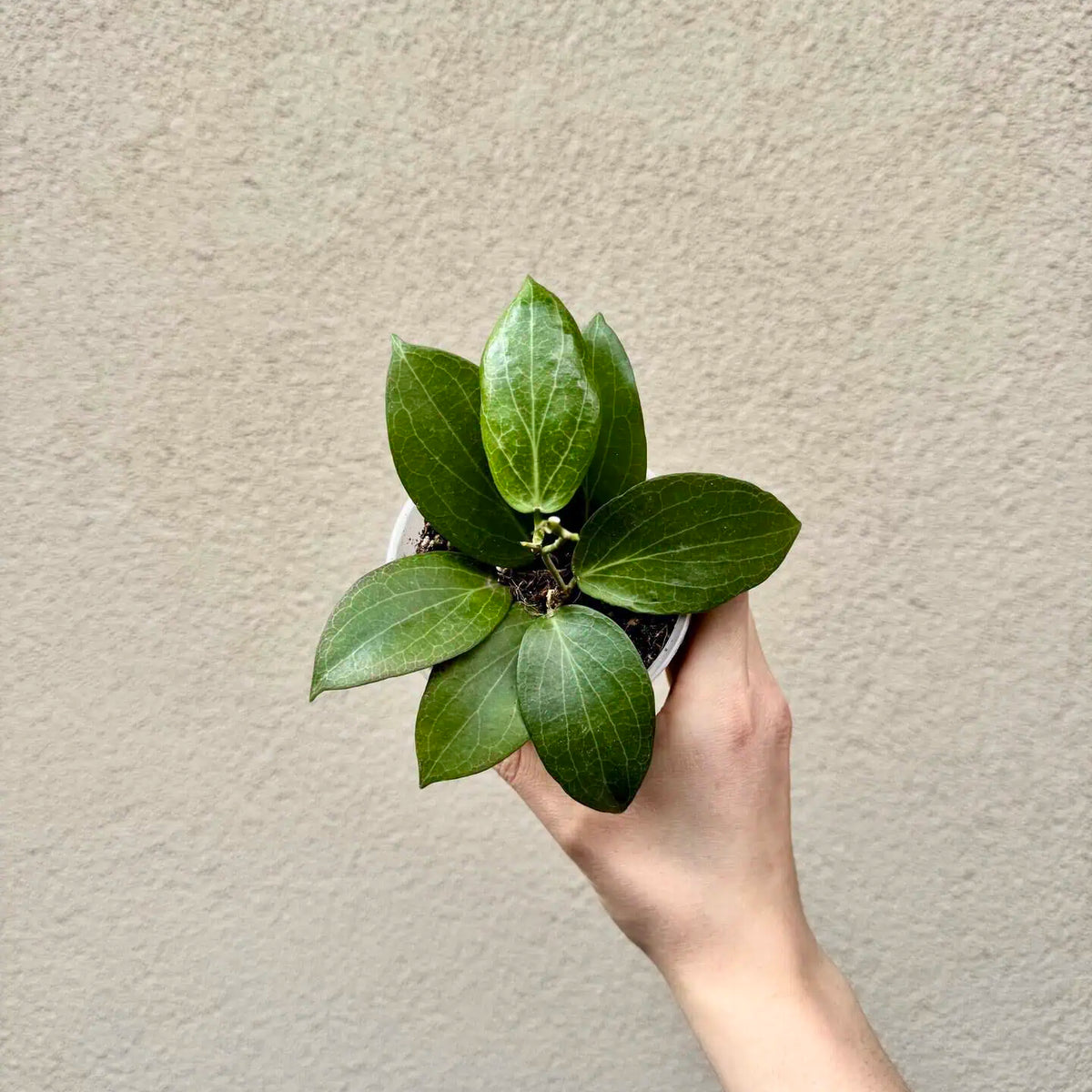 Hoya fitchii (M)