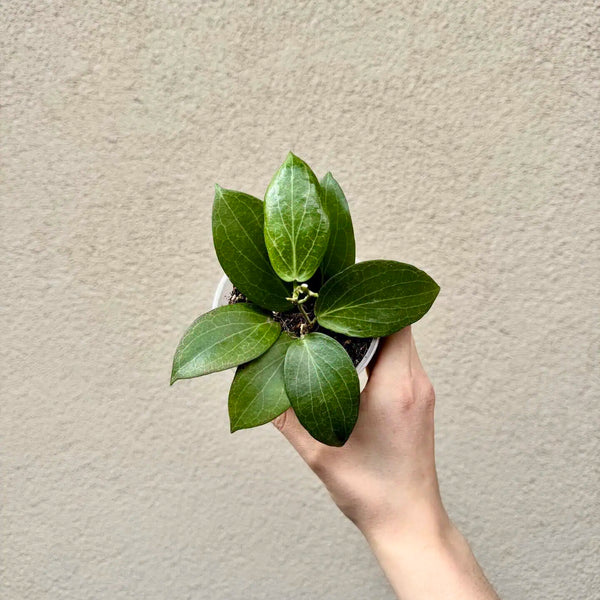 Hoya fitchii (M)