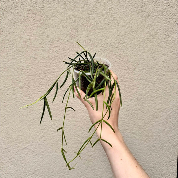 Hoya linearis (M)