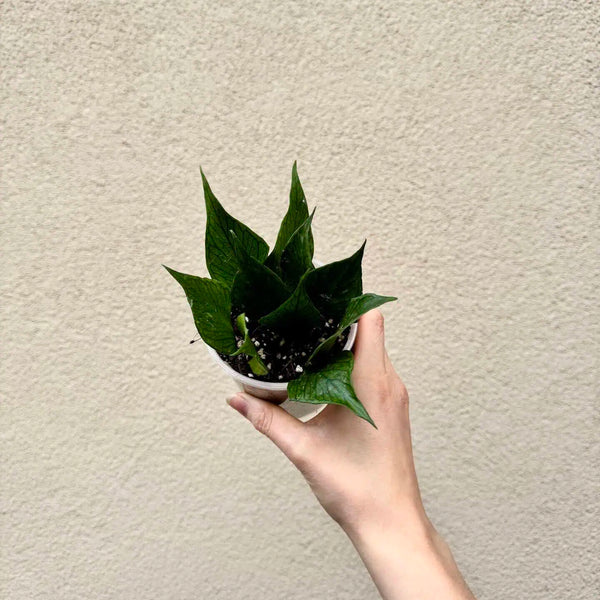 Hoya polyneura (M)