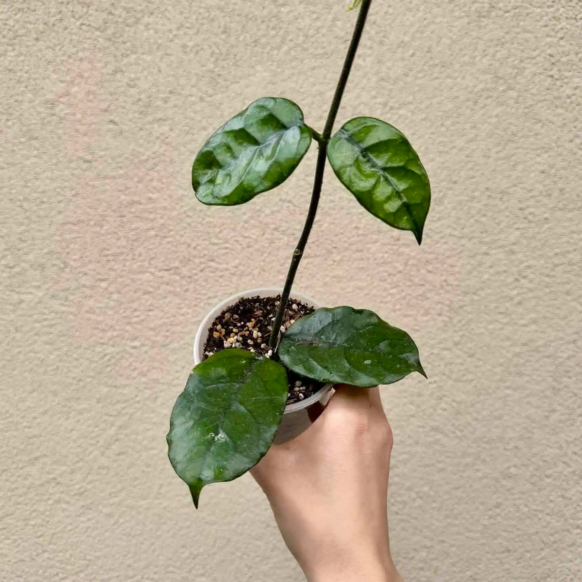 Hoya villosa (M)