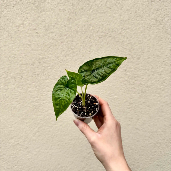 Alocasia sp ‘Olanii’ bébé (S)