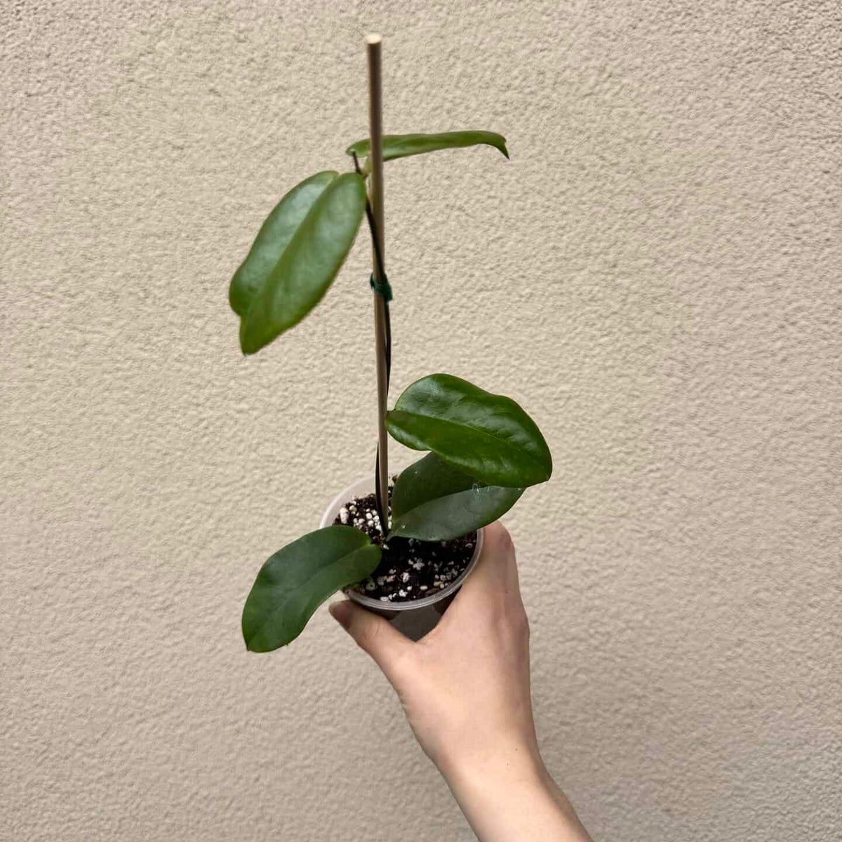 Hoya dimorpha (M)
