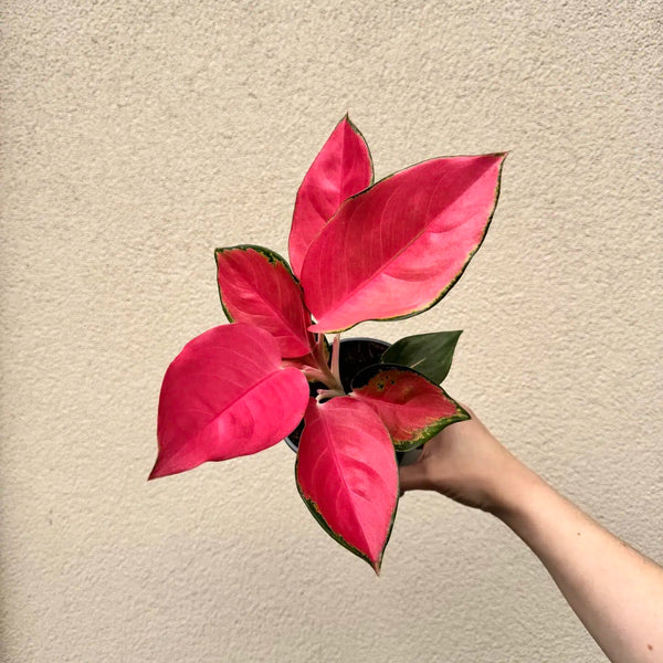 Aglaonema commutatum ‘China Red’ (M)