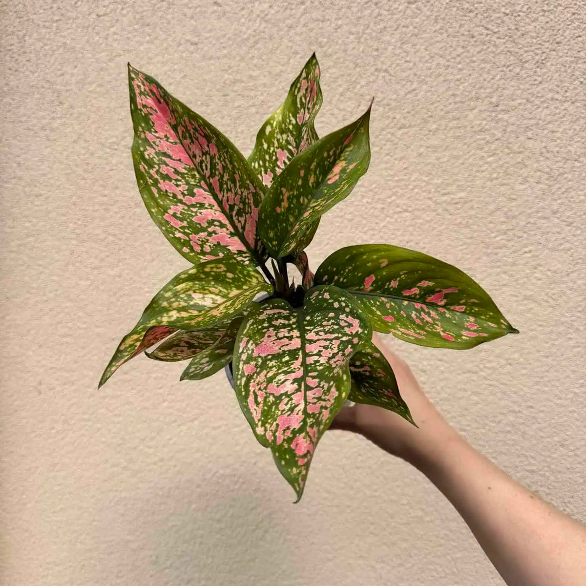 Aglaonema commutatum ‘Spotted’ (M)