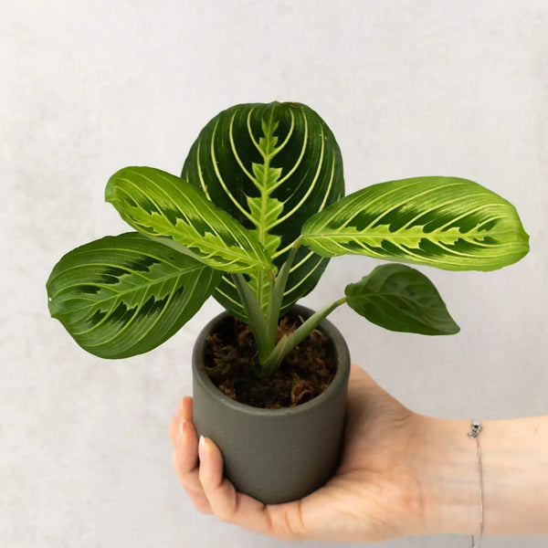 Maranta leuconeura ‘Lemon Lime’ bébé (S)