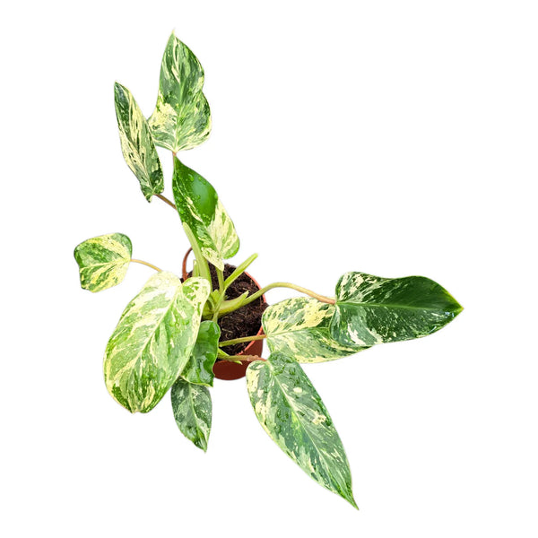 Philodendron Emerald Queen Variegata