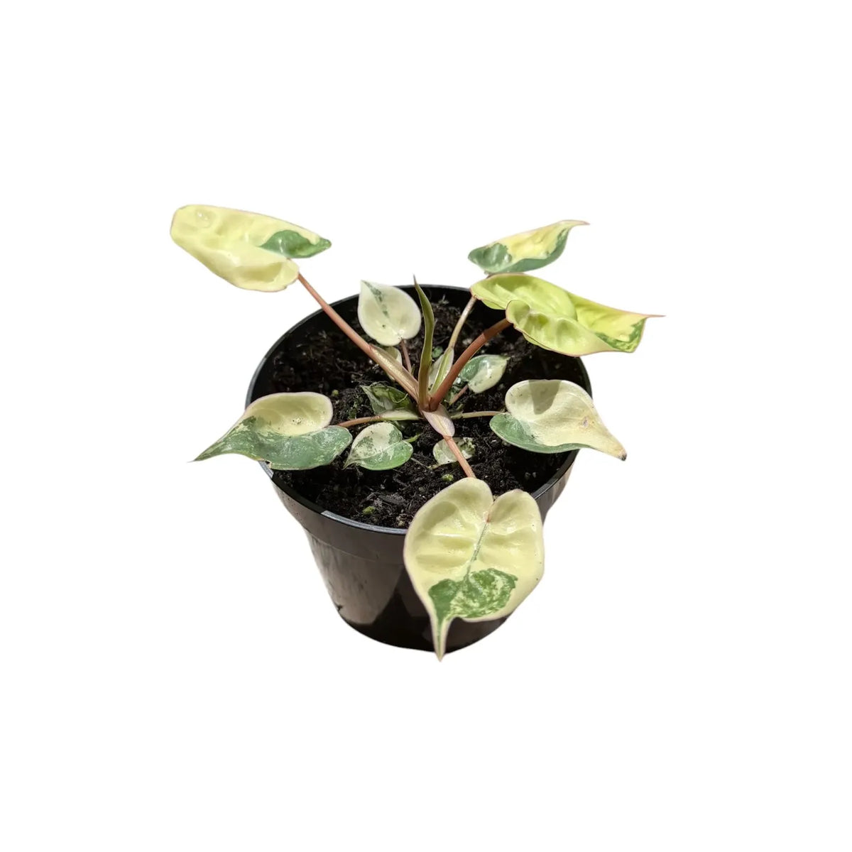 Philodendron billietiae variegated — Pot Ø 12 cm