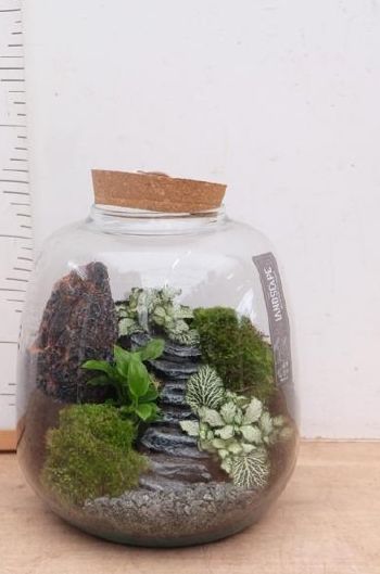 Terrarium paysage